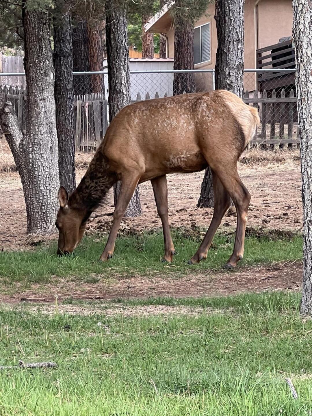 (Photo submitted by Kelspring62 on 06/10/2025)