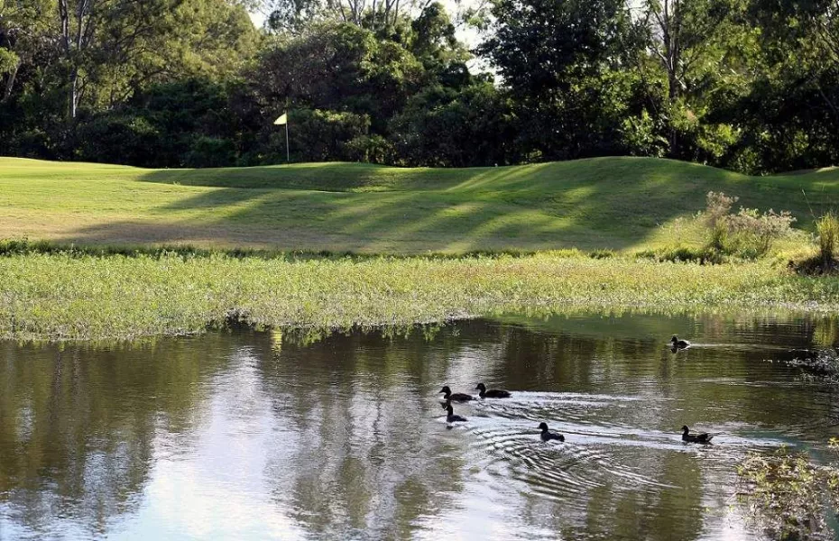 Virginia Golf Club ducks