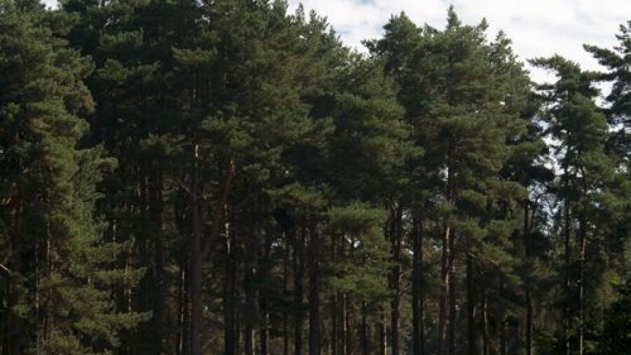 Market Rasen GC