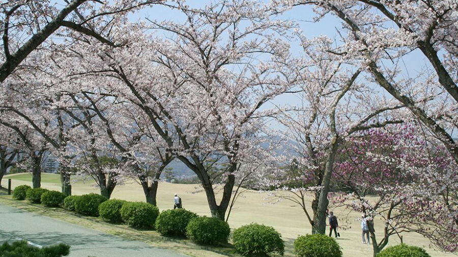 Yomiuri CC - Sakura