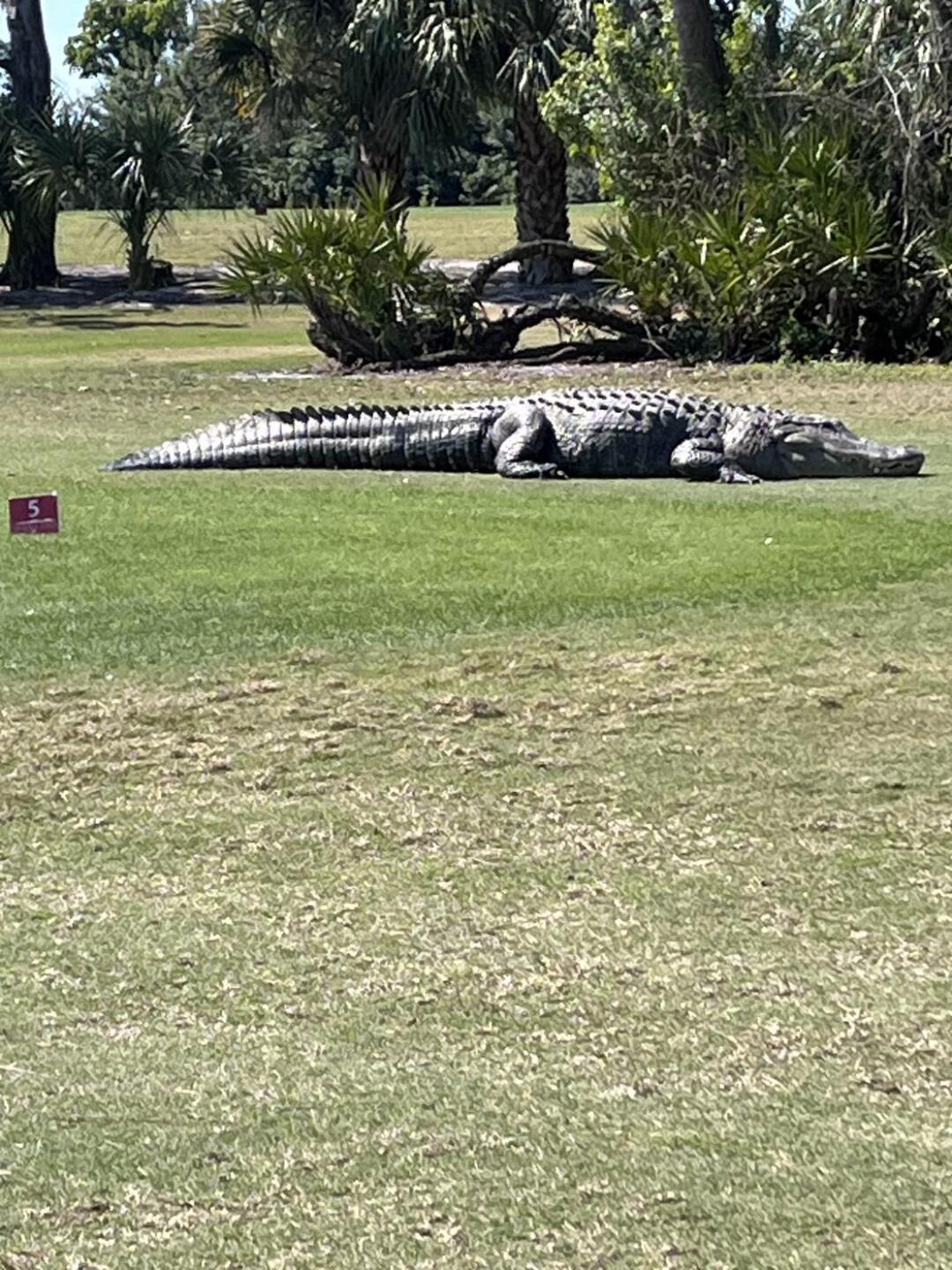 Monster (Photo submitted by Randy4155 on 02/14/2026)