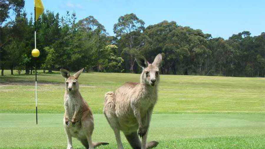 Kangaroos at Sussex Inlet GC