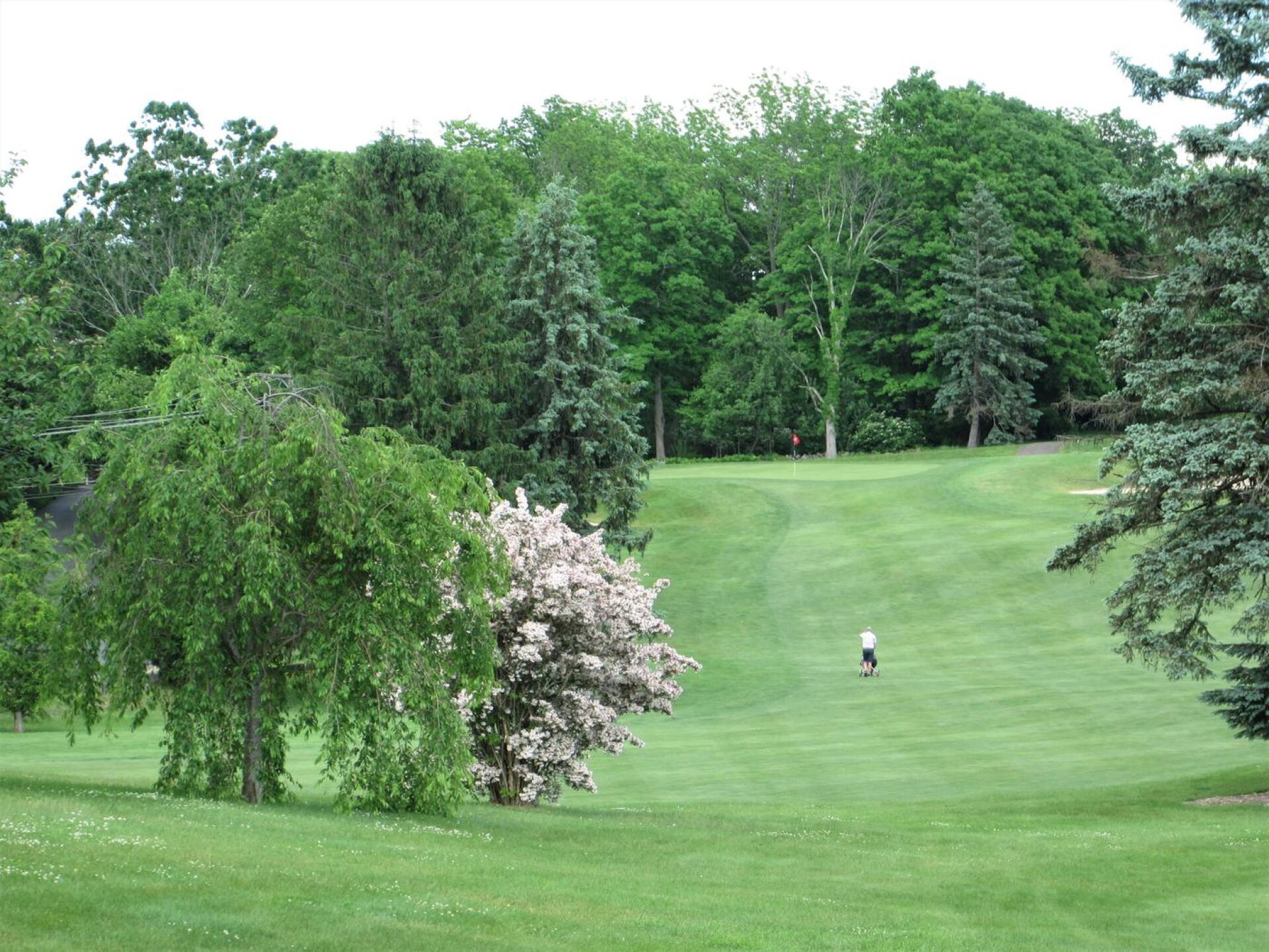 Another view of 1: A golfer pushes his cart up the hill to the green. (Photo submitted by AptlyLinked on 06/10/2020)