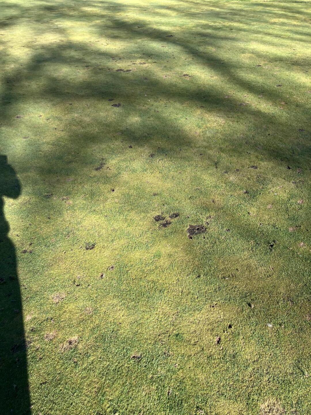 Greens (Photo submitted by andypeck on 03/22/2026)