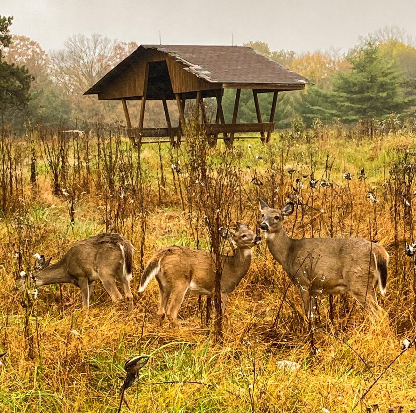 Deer gather on the back 9 (Photo submitted by u314159722773 on 10/28/2020)