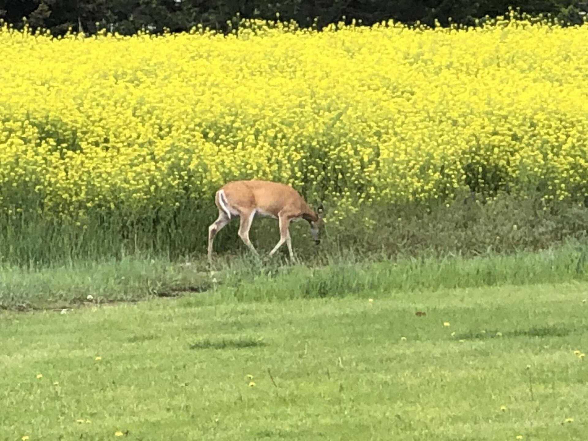 The place is a gem and the locals are great (Photo submitted by salsaboy on 06/20/2022)