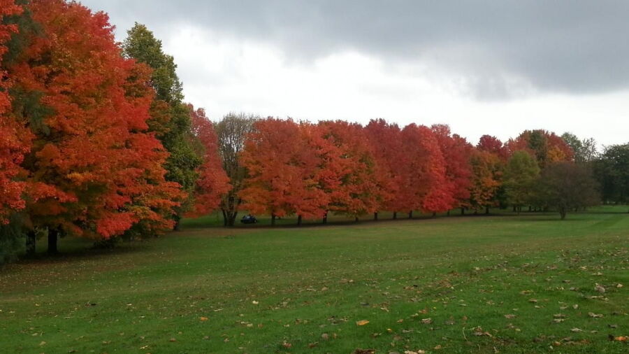 Alwyn Downs GC