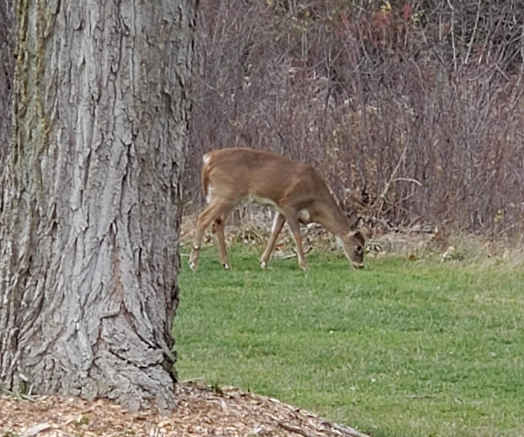 Deer everywhere today (Photo submitted by JohnAFowler on 07/14/2021)