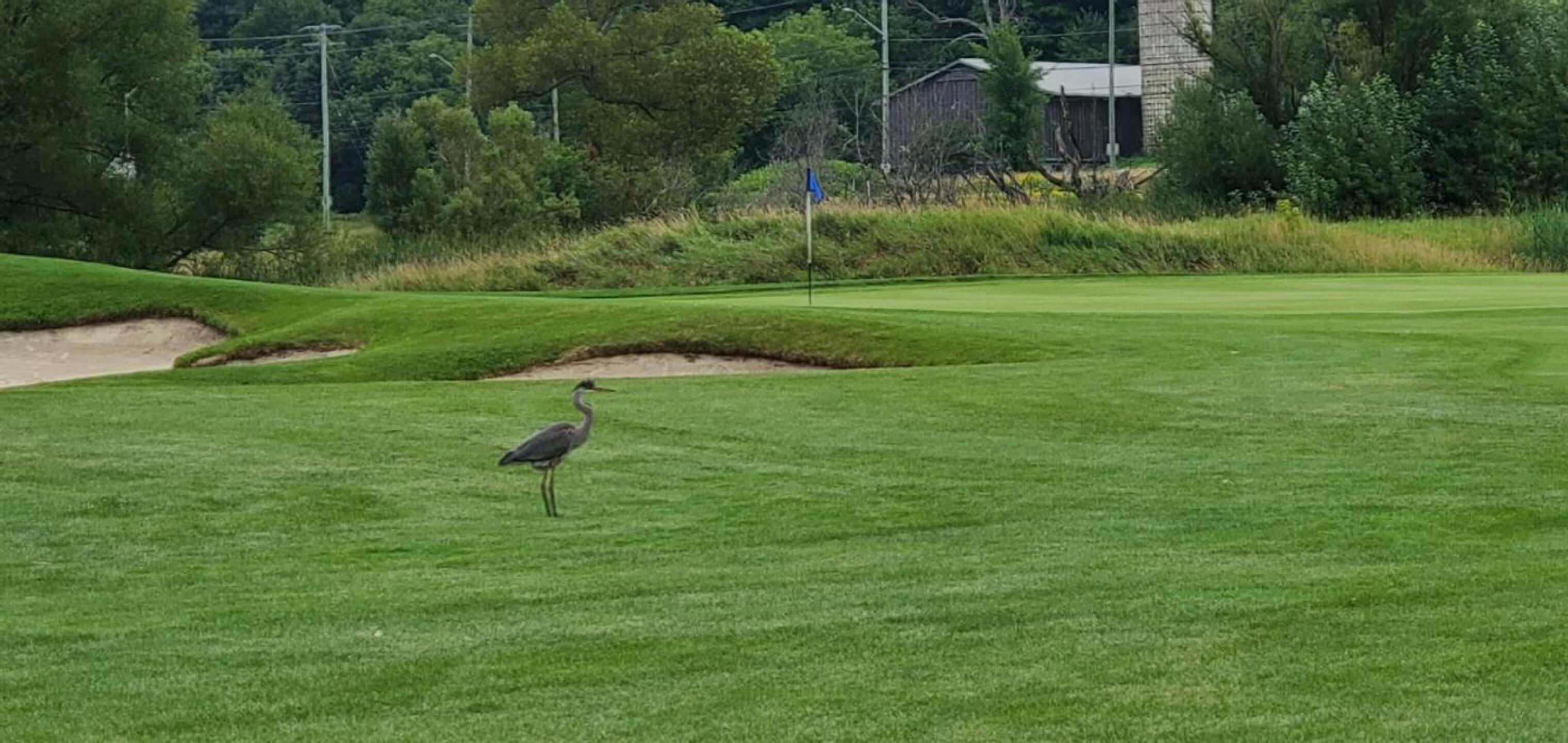 Blue Heron at White Sands (Photo submitted by u314160855526 on 08/19/2021)