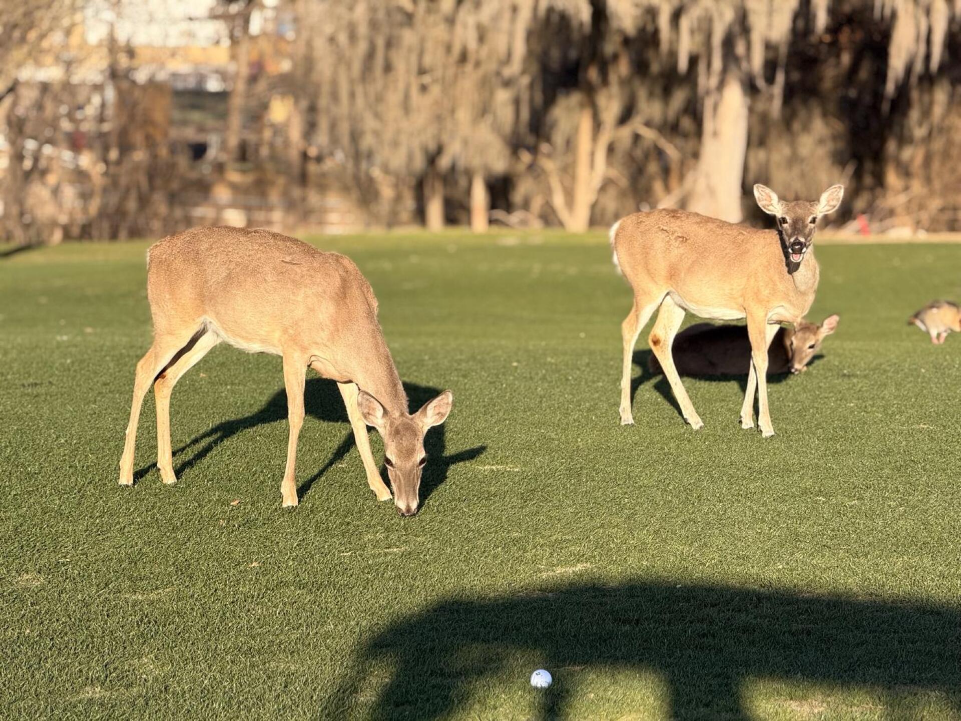 (Photo submitted by Bermea32 on 02/24/2026)