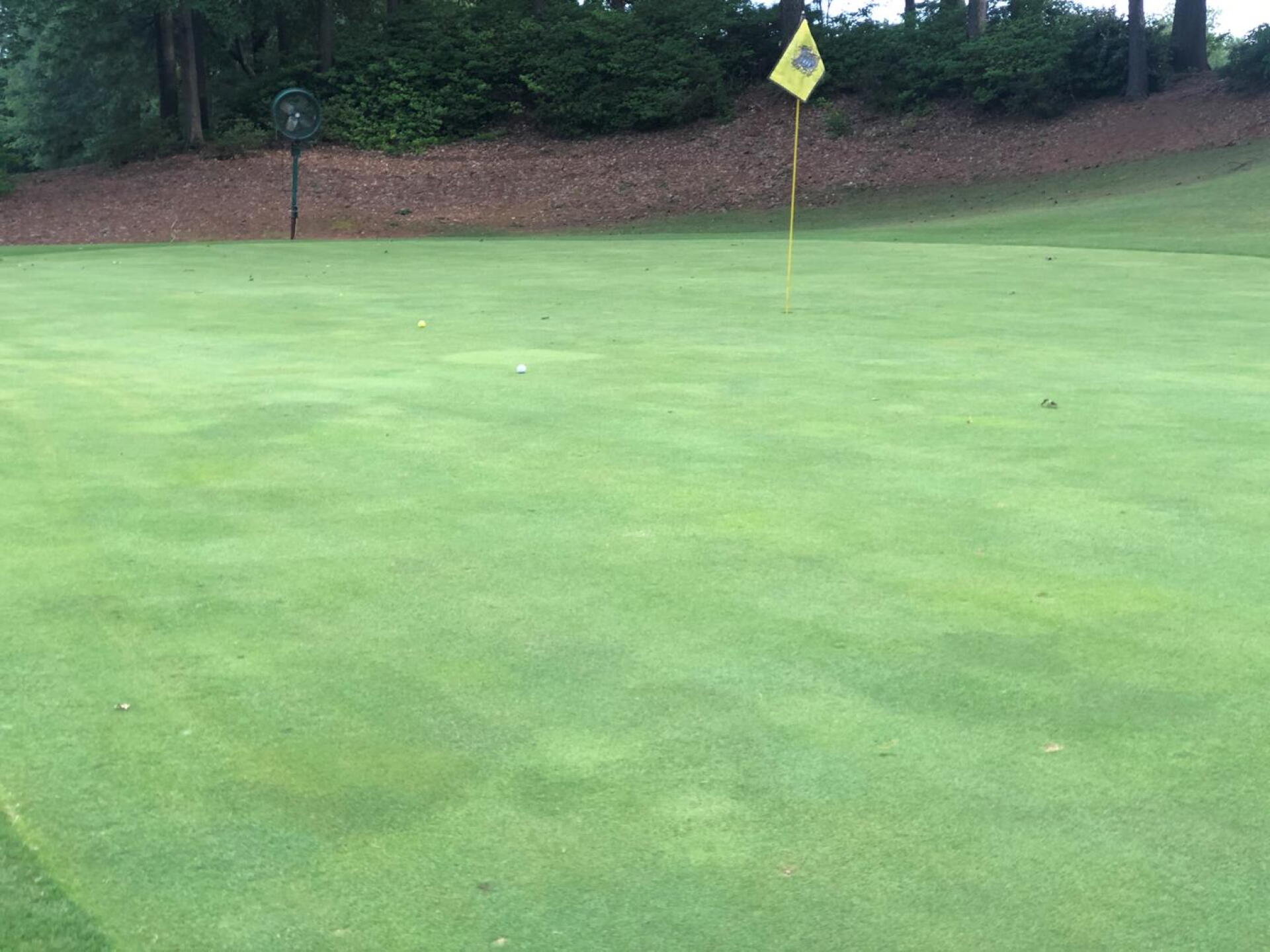 Multiple Unrepaired Divots on the Greens (Photo submitted by manderson831 on 06/29/2020)