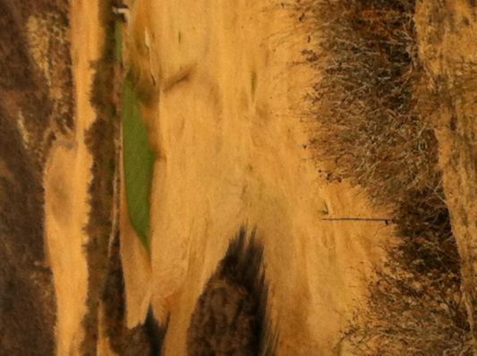 All of the yellow in the photo is dead grass. (Photo submitted by thomascarstens on 09/12/2013)