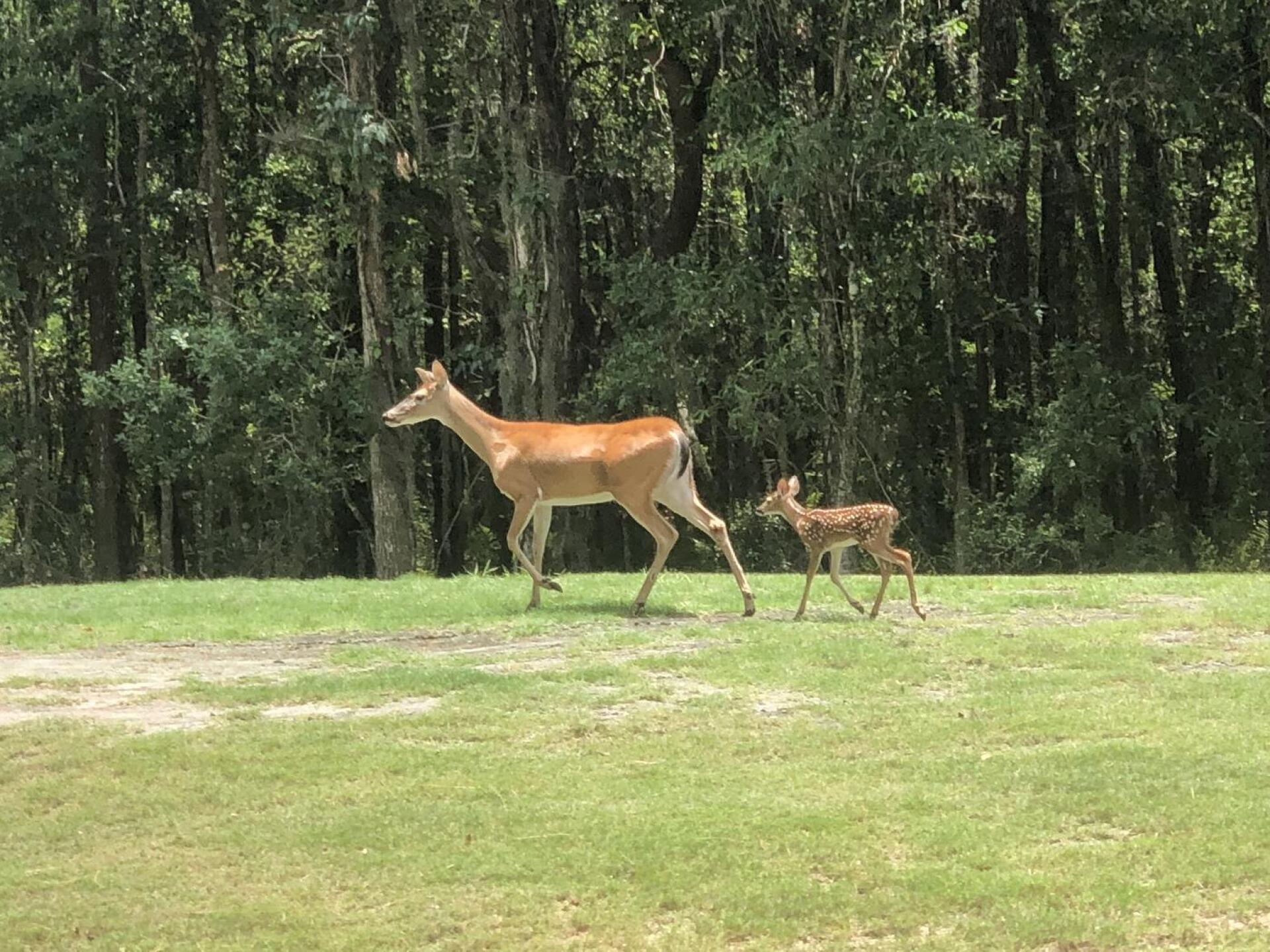 Plus’s Gators, turkeys and countless others (Photo submitted by MR1PUTTT on 06/05/2021)