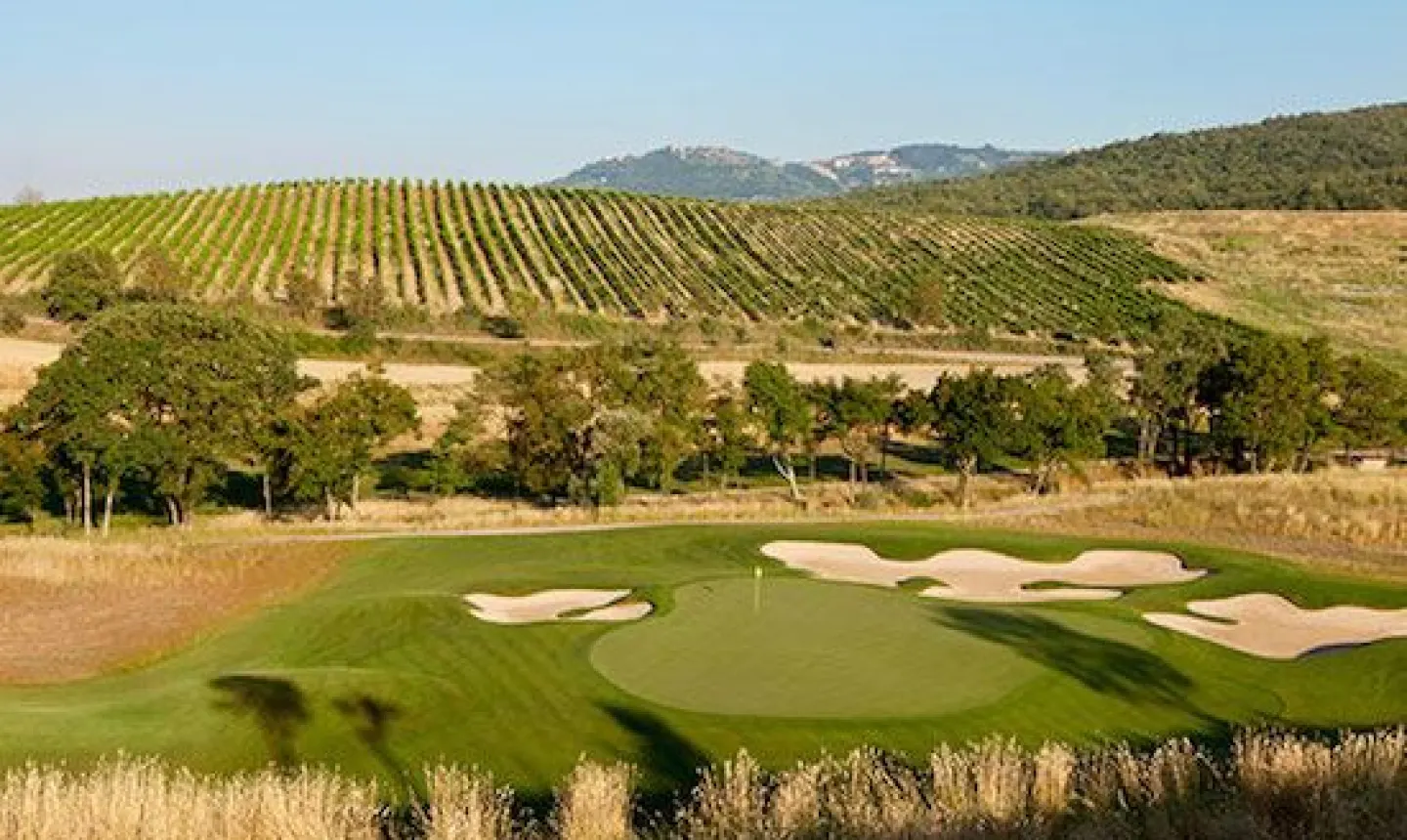 Castiglion del Bosco #7 Vineyard