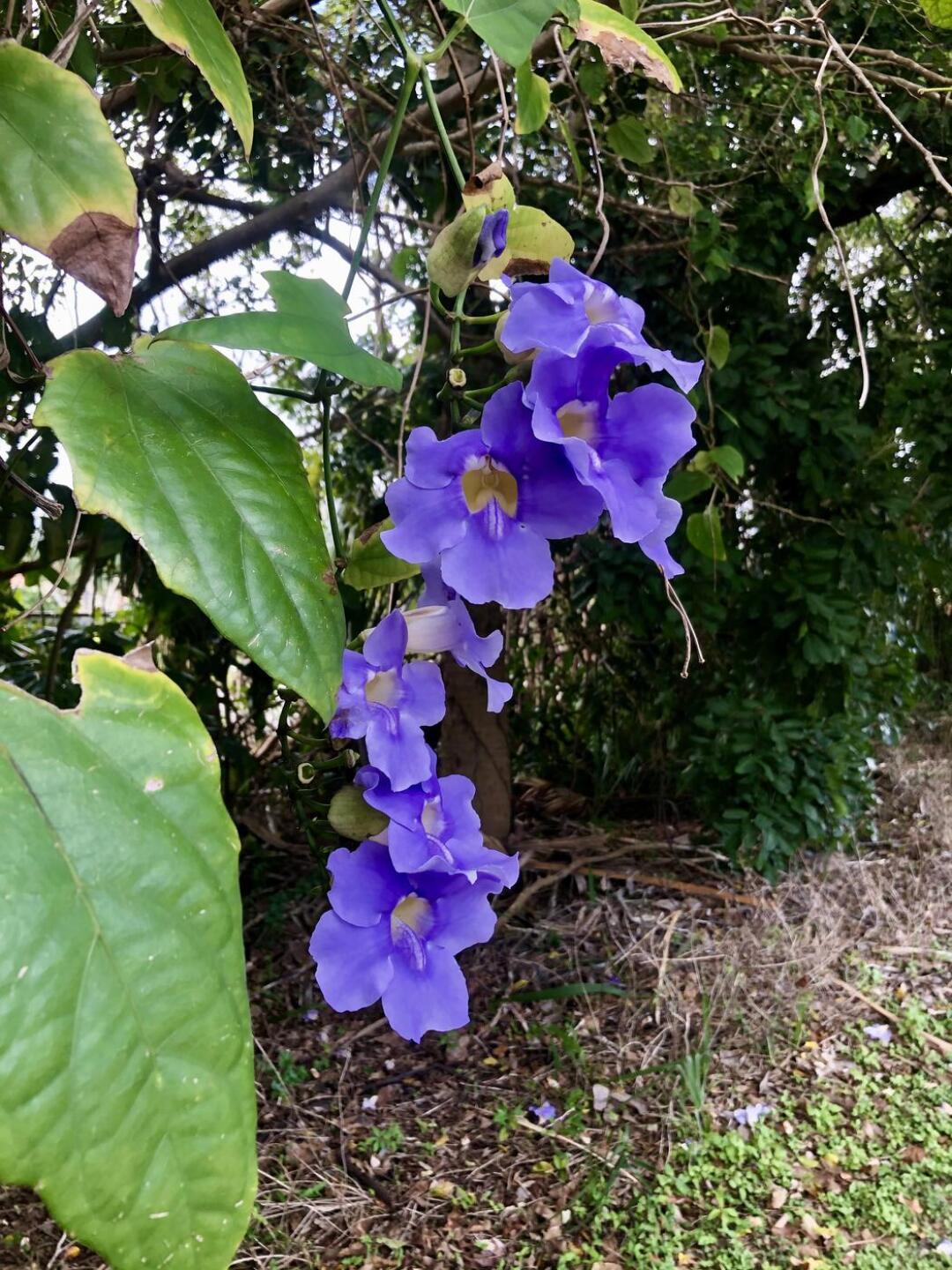 Beautiful gardens (Photo submitted by zuleethomp on 02/14/2021)