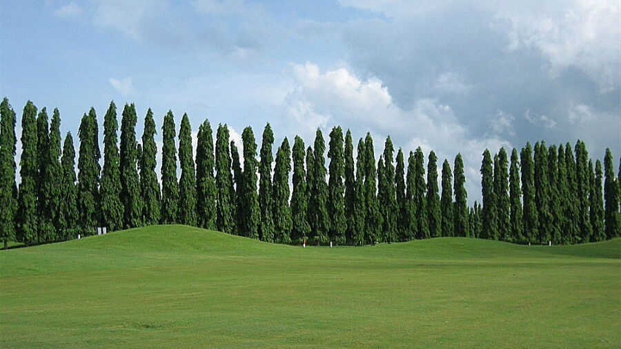 Mercedes Plantation GCC: #1