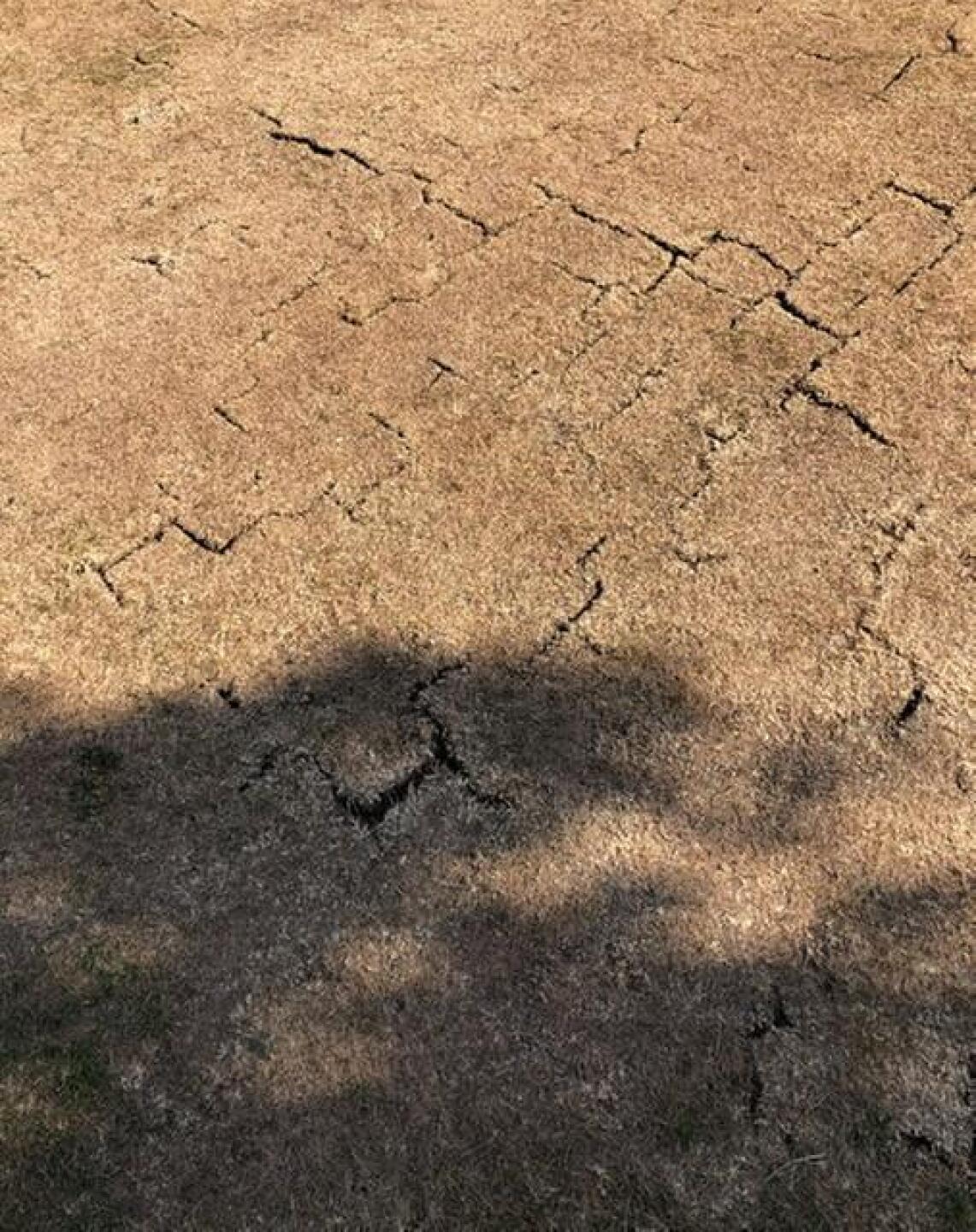 Condition of most of the greens (Photo submitted by Shoney123 on 05/31/2020)