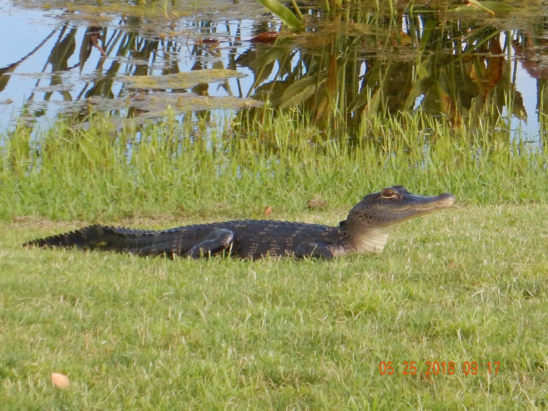 resident (Photo submitted by allennoell on 07/06/2018)