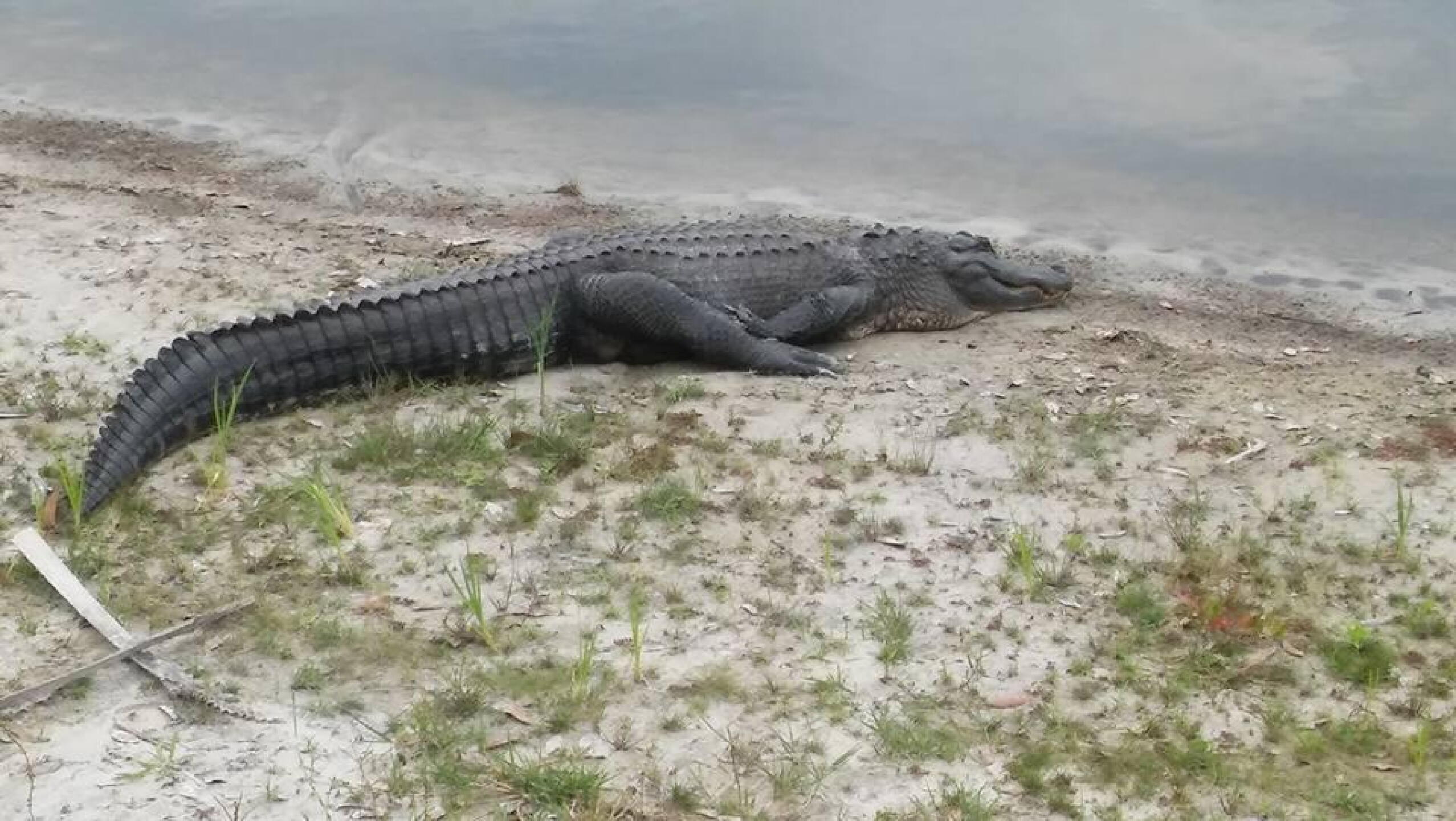 This one was hanging around the 8th, and was HUGE! (Photo submitted by HarleyBronco on 03/13/2017)