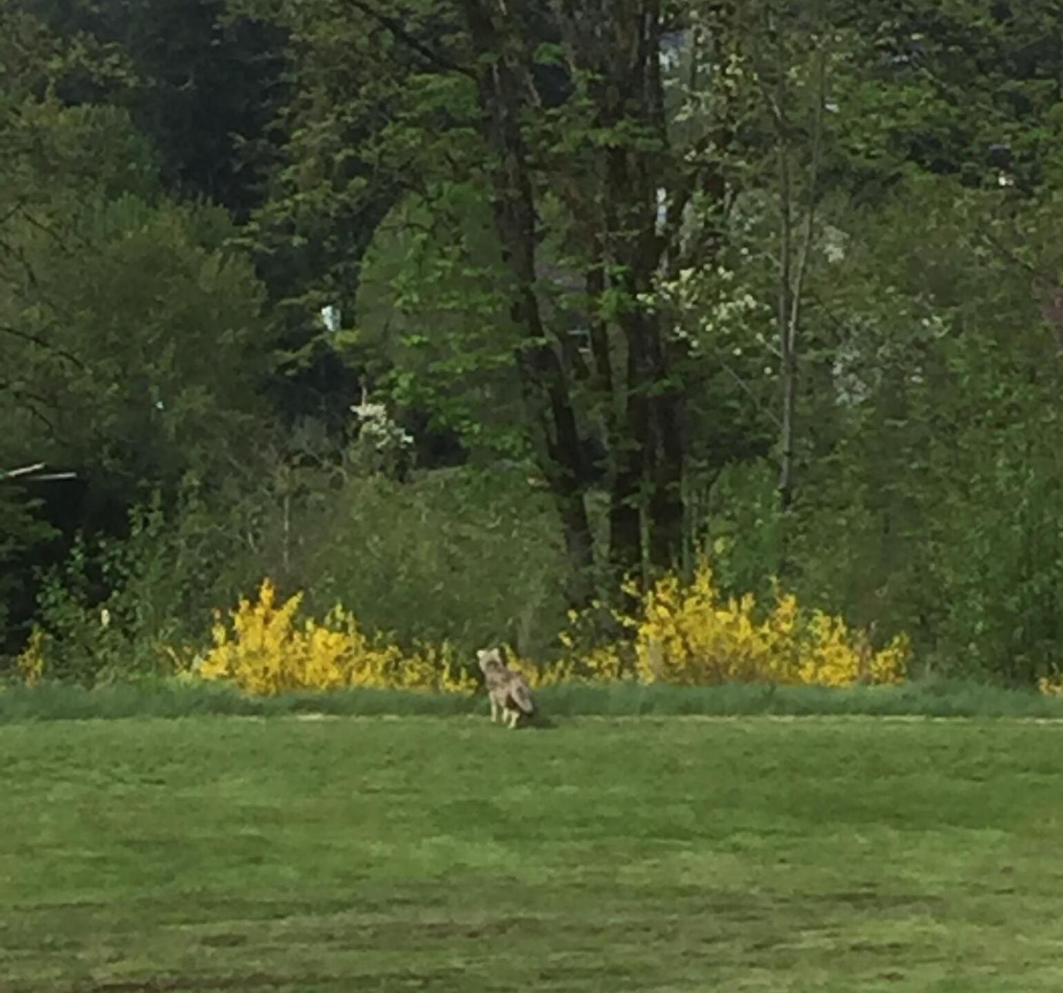 Caught this coyote on the fairway looking, presumably, for lunch? (Photo submitted by u6889834 on 04/26/2020)