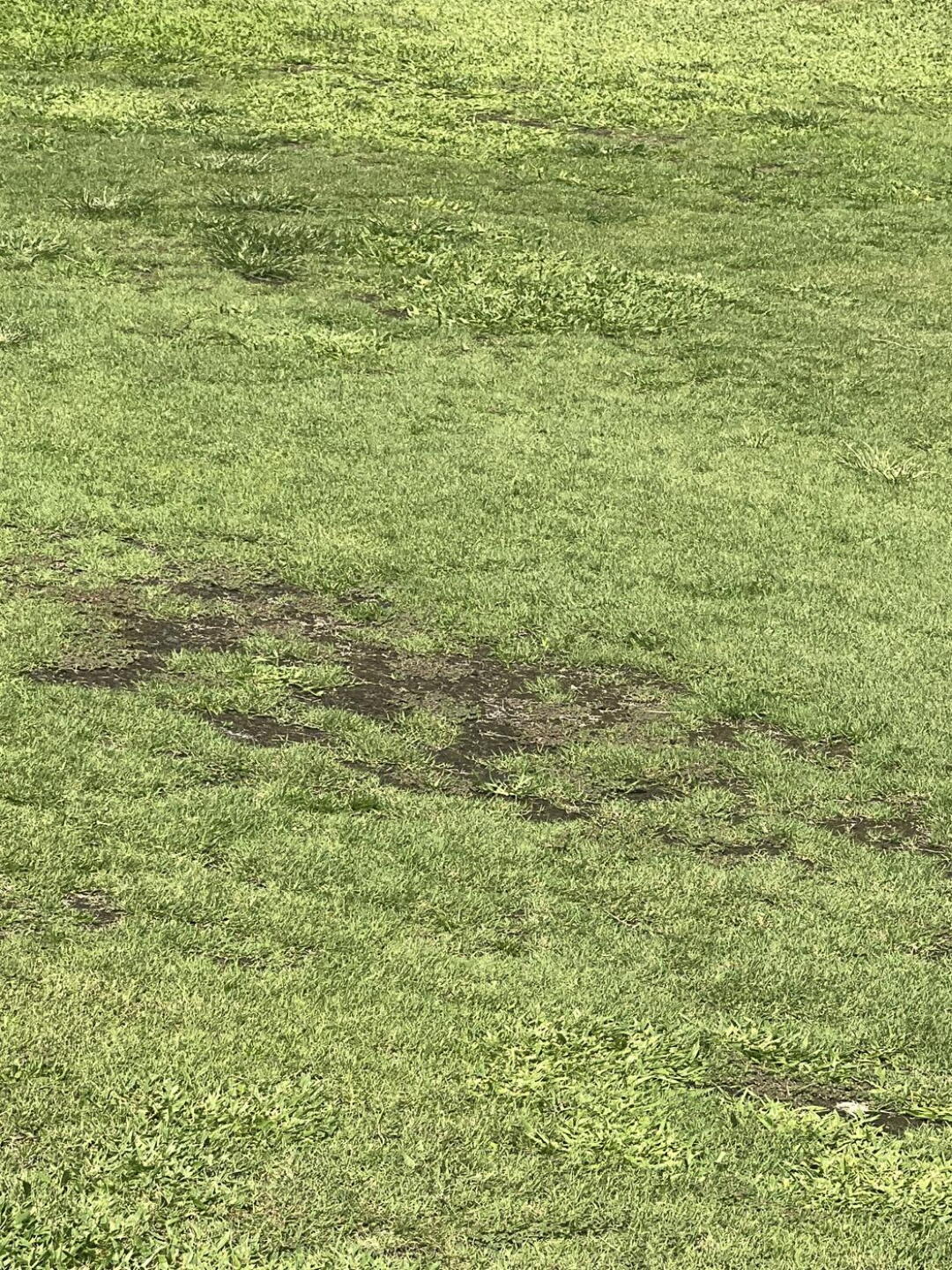 This is in the fairway (Photo submitted by u551149055 on 08/11/2024)