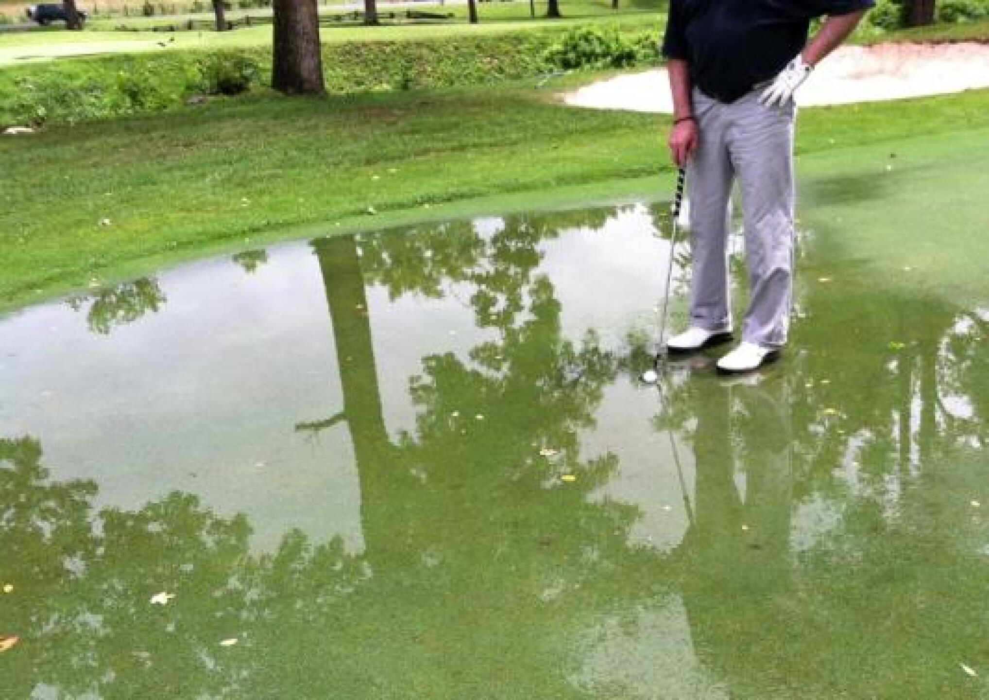 Greens (Photo submitted by btpar3 on 07/17/2013)