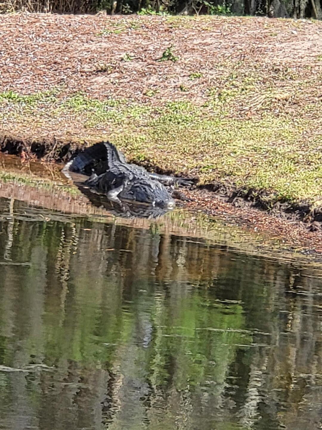 (Photo submitted by TLCooper852 on 02/05/2022)