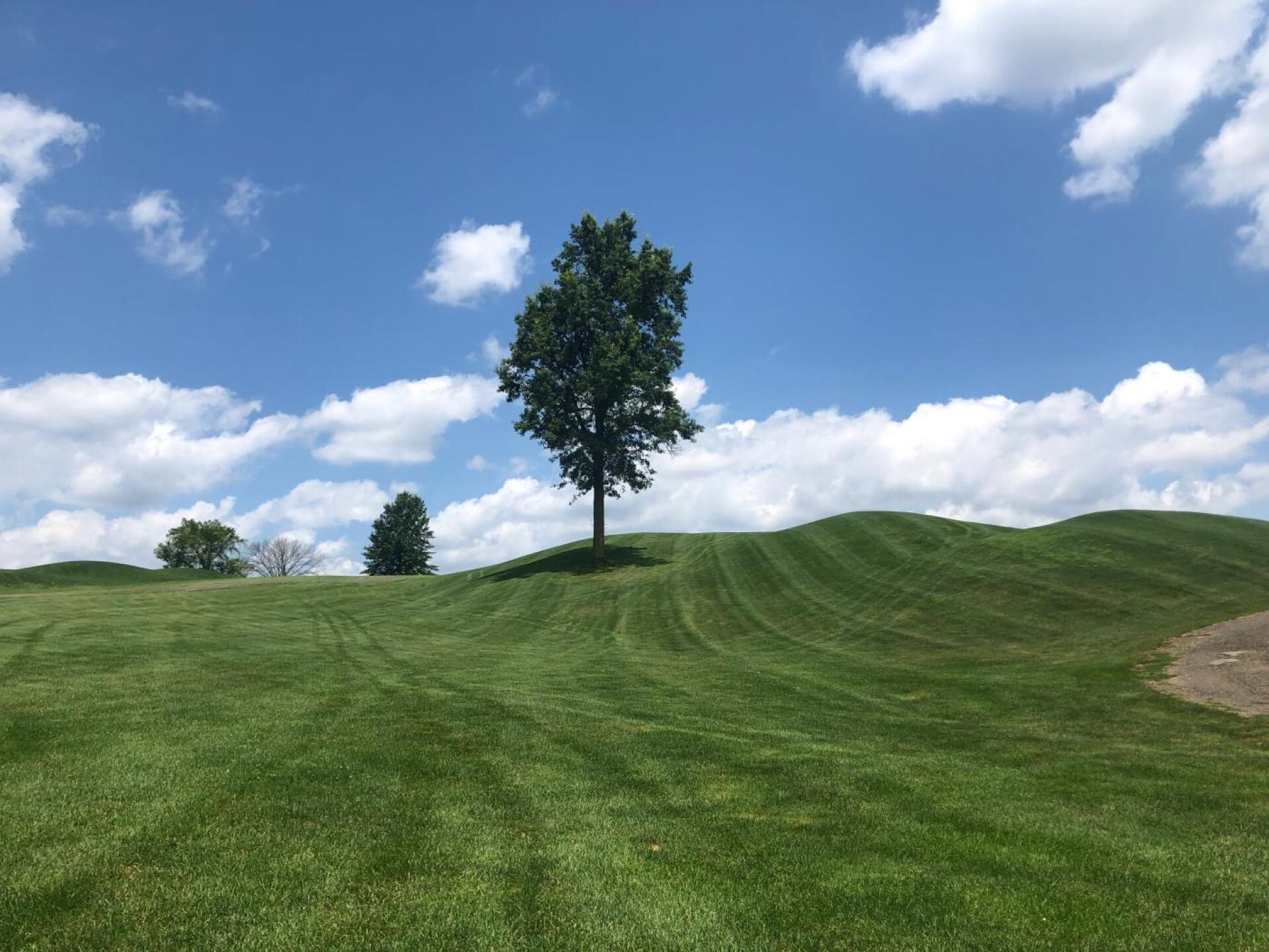 Looking up from #7 tee (Photo submitted by Suppman0 on 09/01/2019)