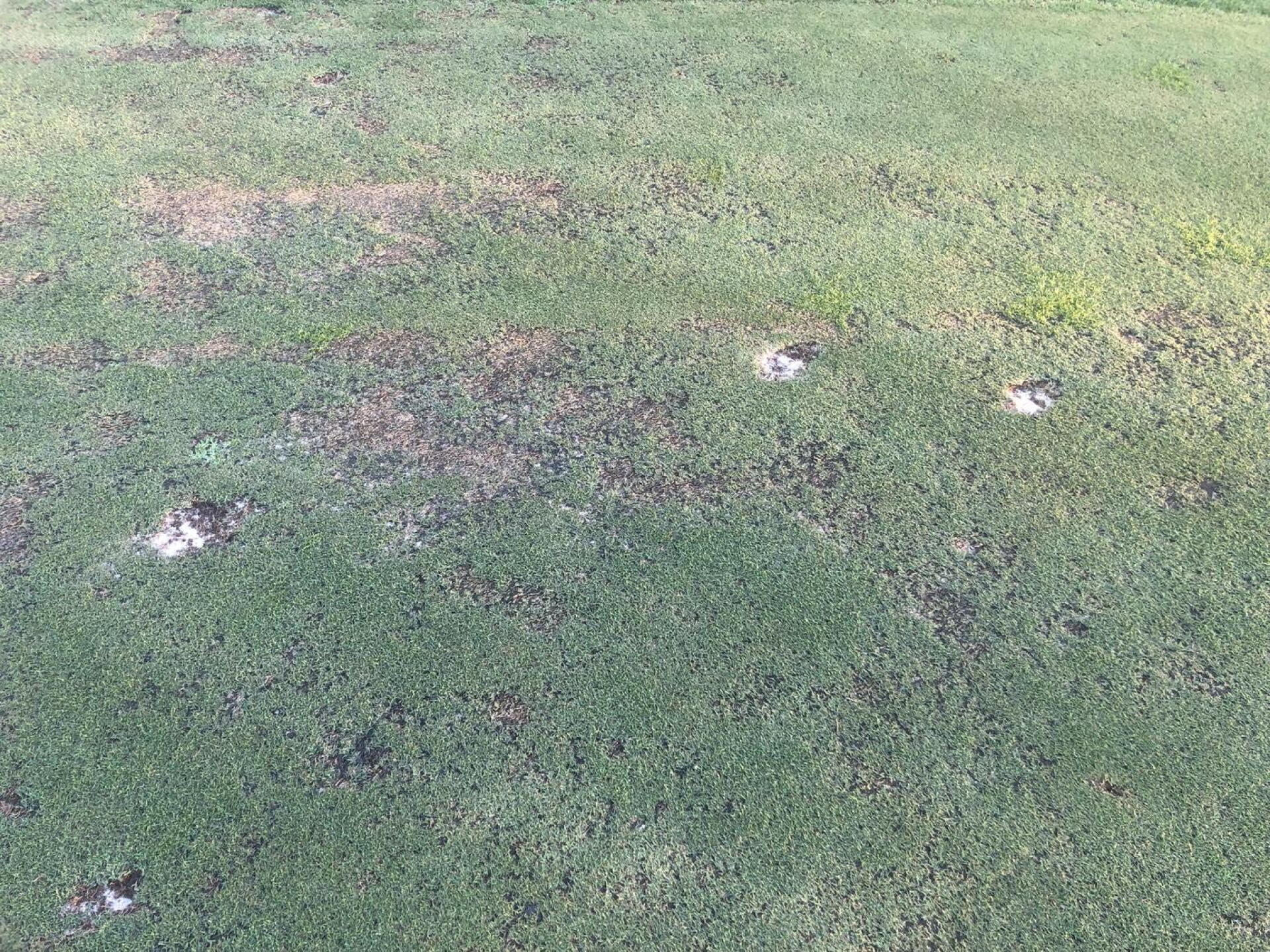 Pockmarked Greens (Photo submitted by Shimmy1976 on 02/15/2023)
