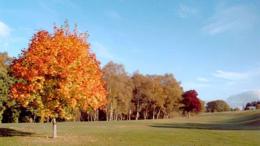 Edzell GC: #8