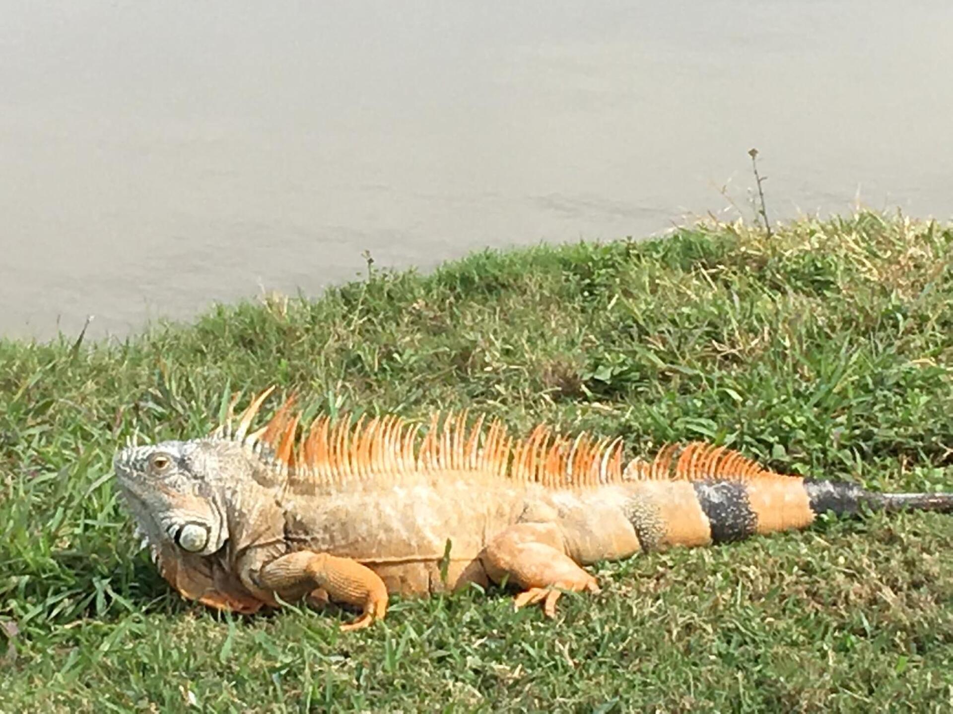 el tigre wildlife (Photo submitted by Deepcove77 on 08/26/2016)