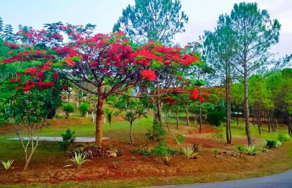 Aye Thar Yar Golf Resort