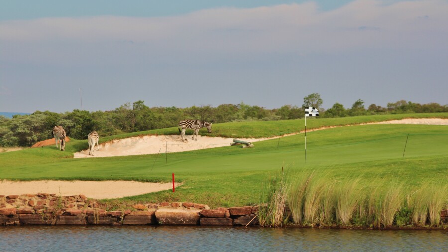 Legend Golf & Safari Resort - Signature Course - zebras