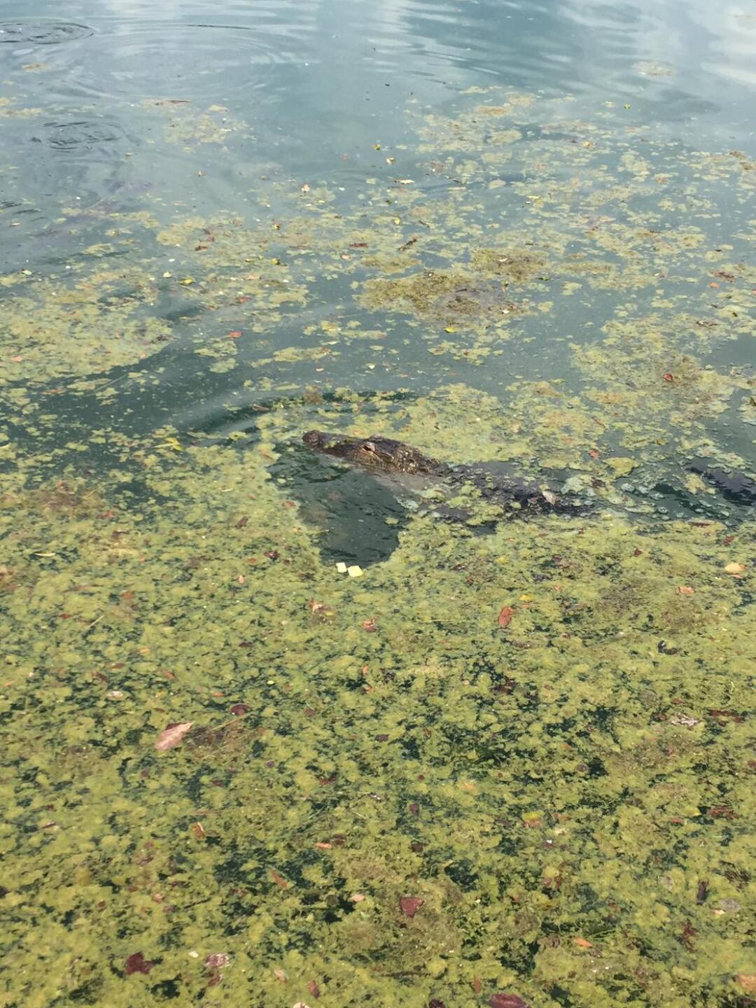 Be ready for this little guy on 17 (Photo submitted by Thehawkes on 09/23/2017)