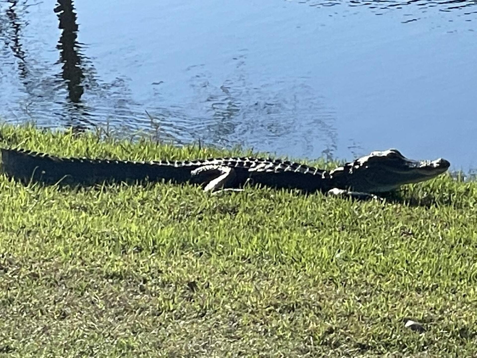 (Photo submitted by rcpayne12 on 12/10/2022)