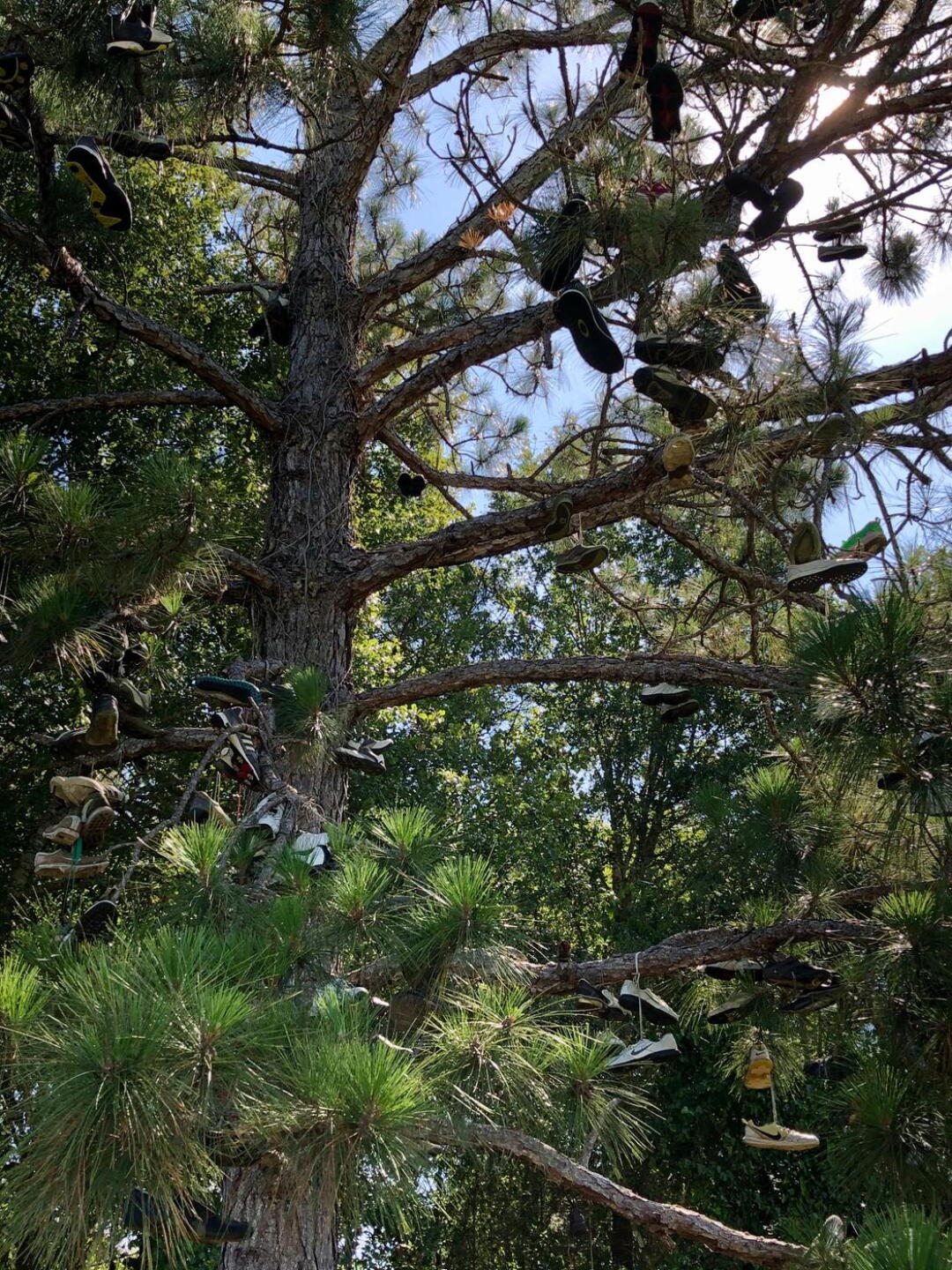 Shoe tree on the par-3 12th hole (Photo submitted by BrandonWebb on 06/16/2020)