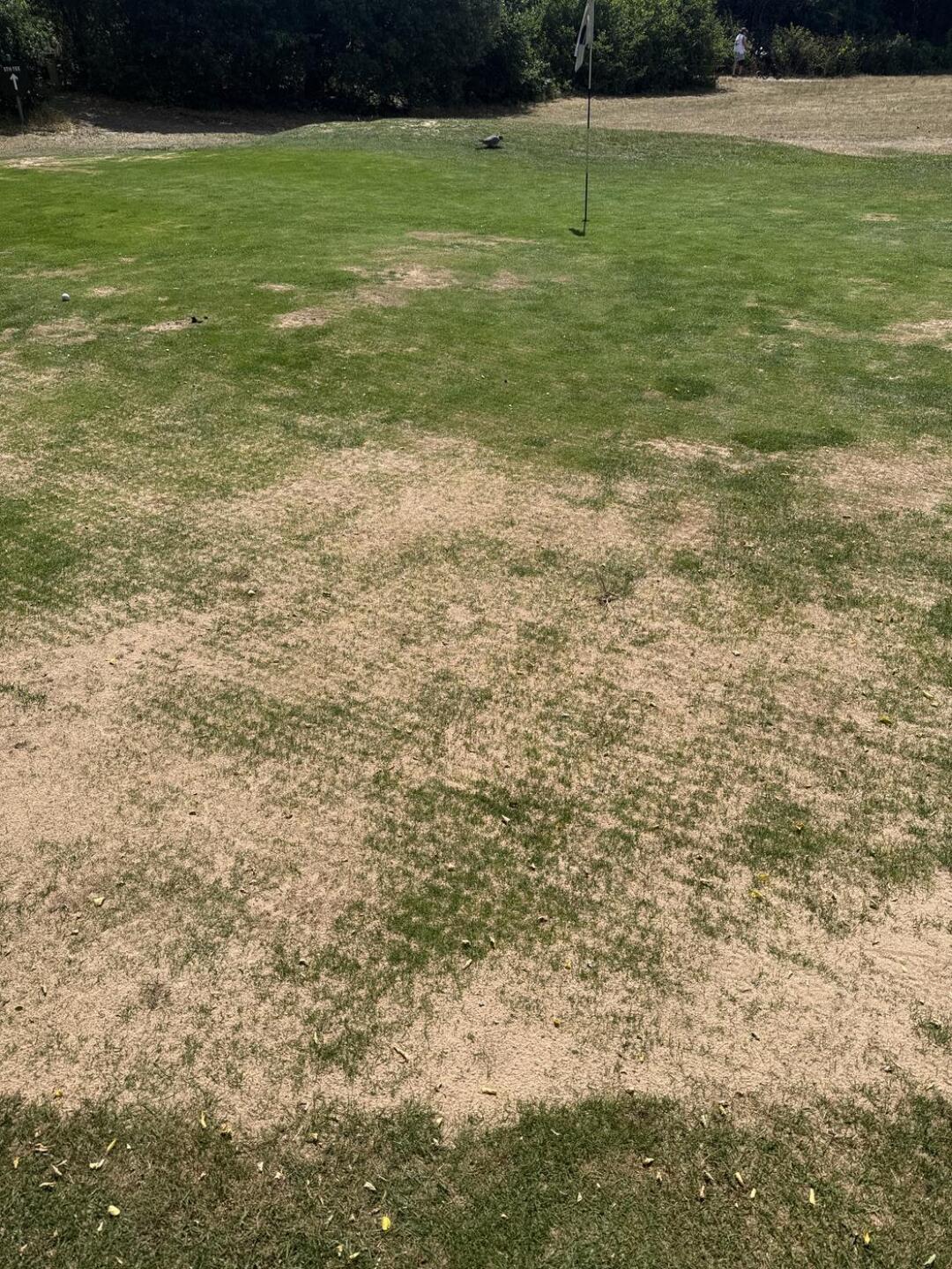 (Photo submitted by Piw8ZPo7UQFUgkR82VKs on 06/23/2025)