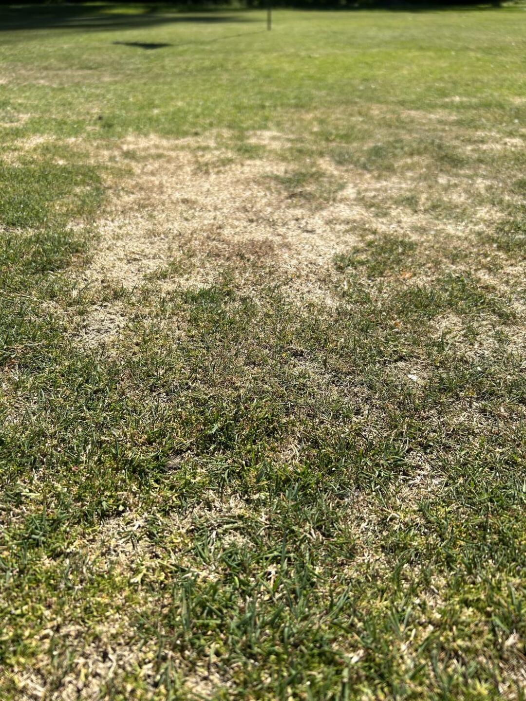 Greens example (Photo submitted by RdlEsM36kGSB1fi32vLG on 05/14/2024)