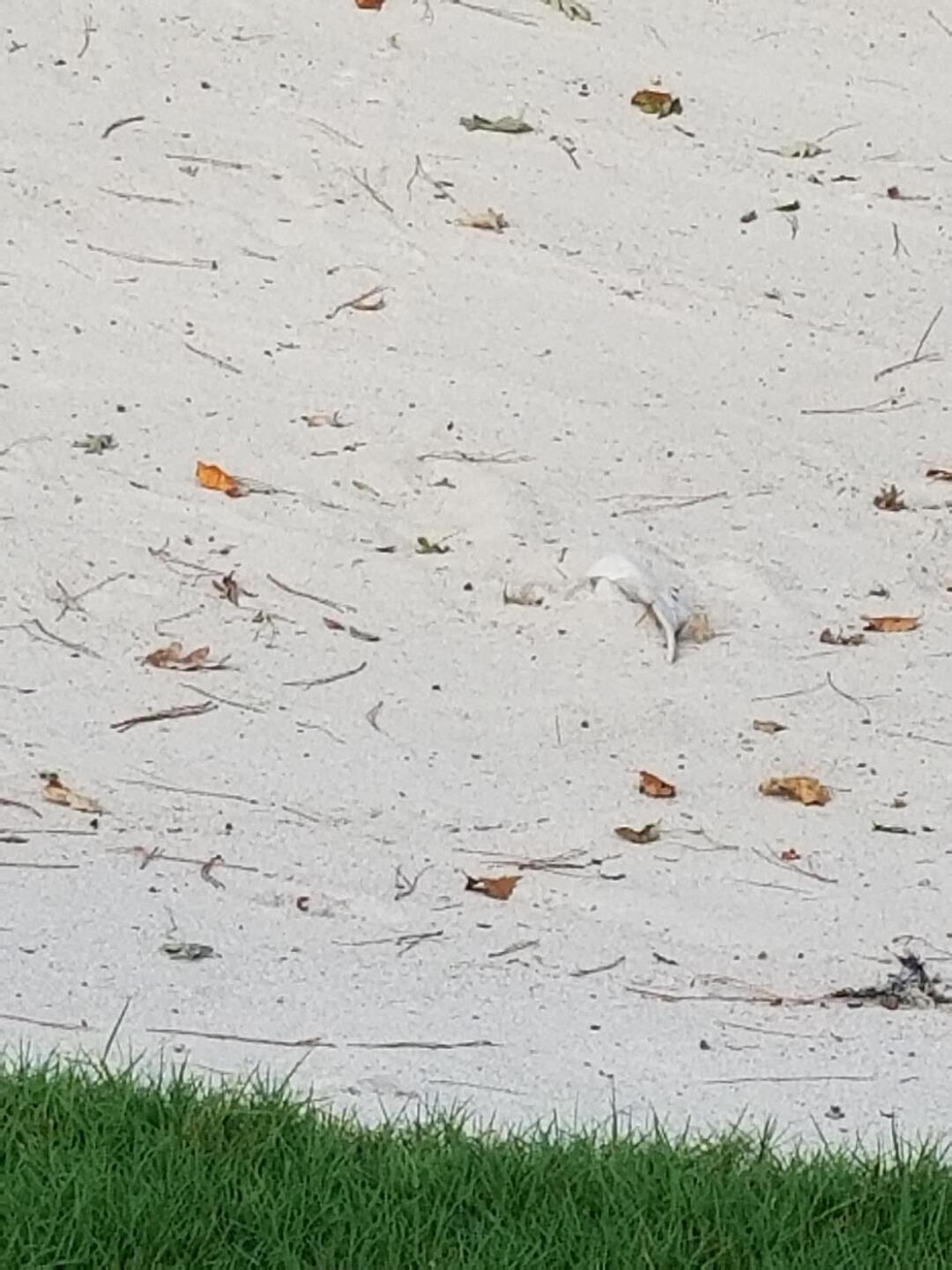 muni course conditions (Photo submitted by u3554789 on 09/11/2017)