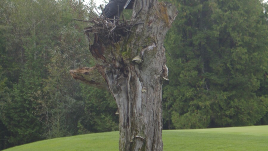No. 13 at Sweetgrass Golf Club