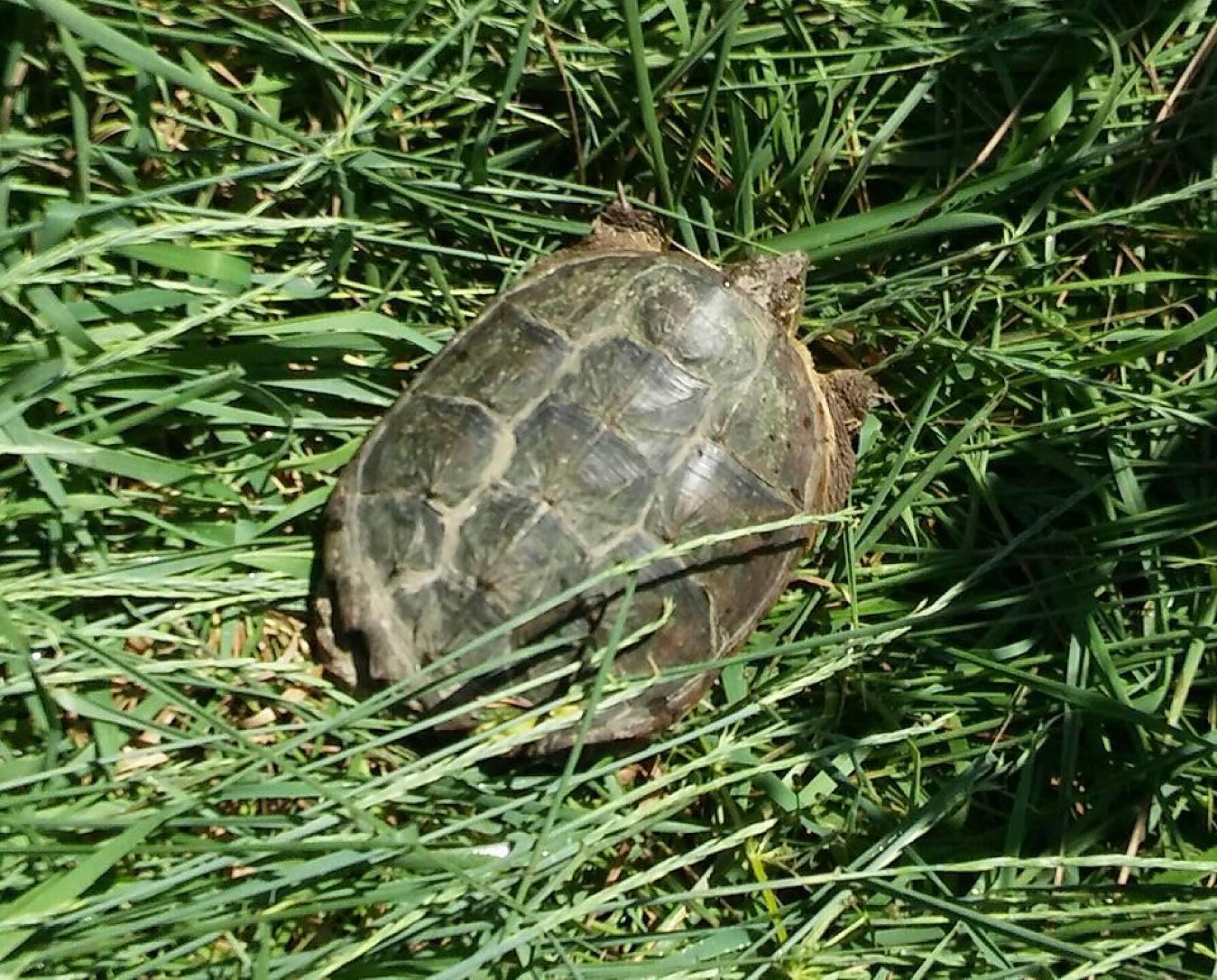 Juvenile Common Snapping Turtle (Photo submitted by cubsfan0513 on 07/10/2016)