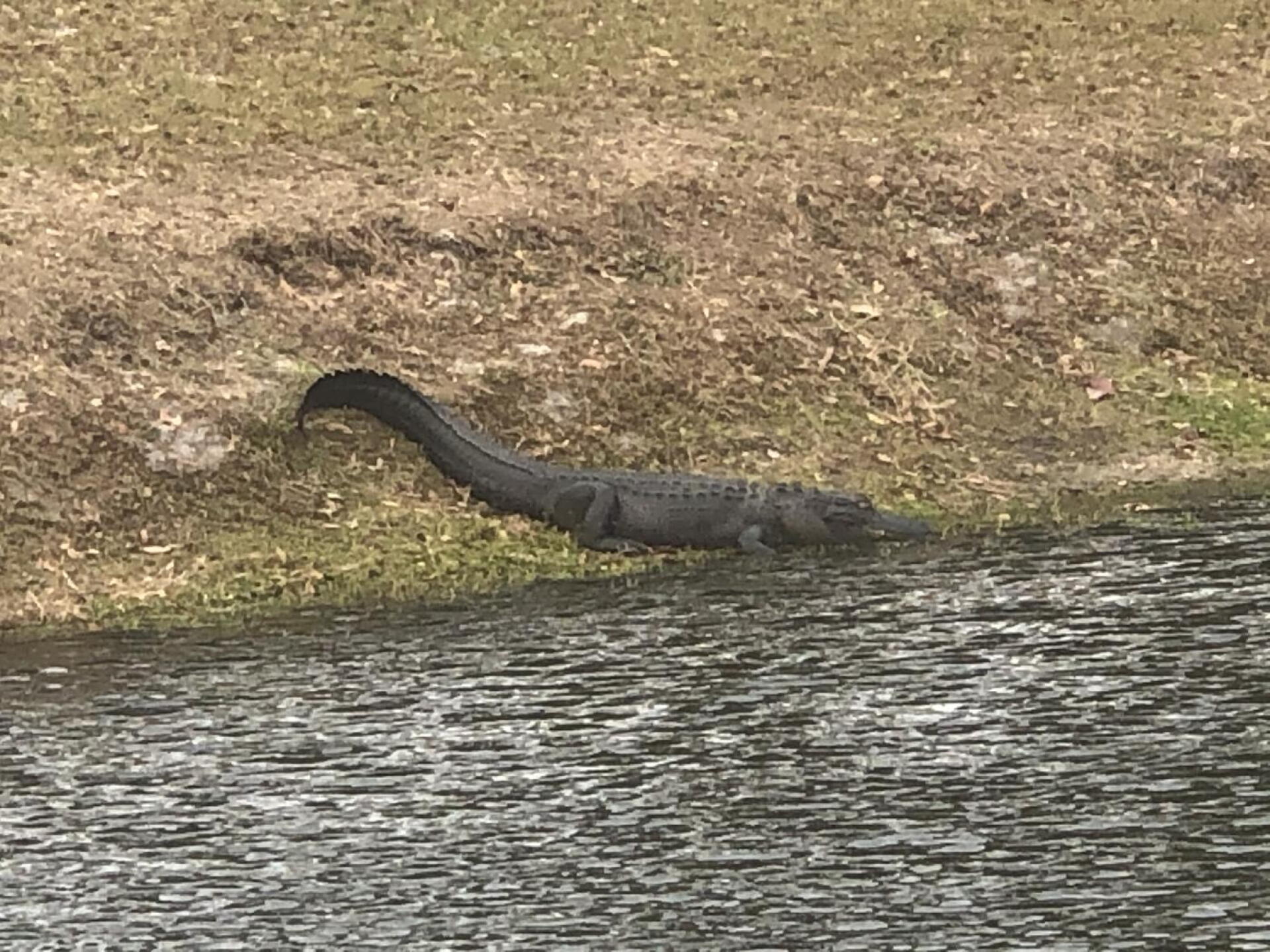 (Photo submitted by creeks on 01/15/2021)