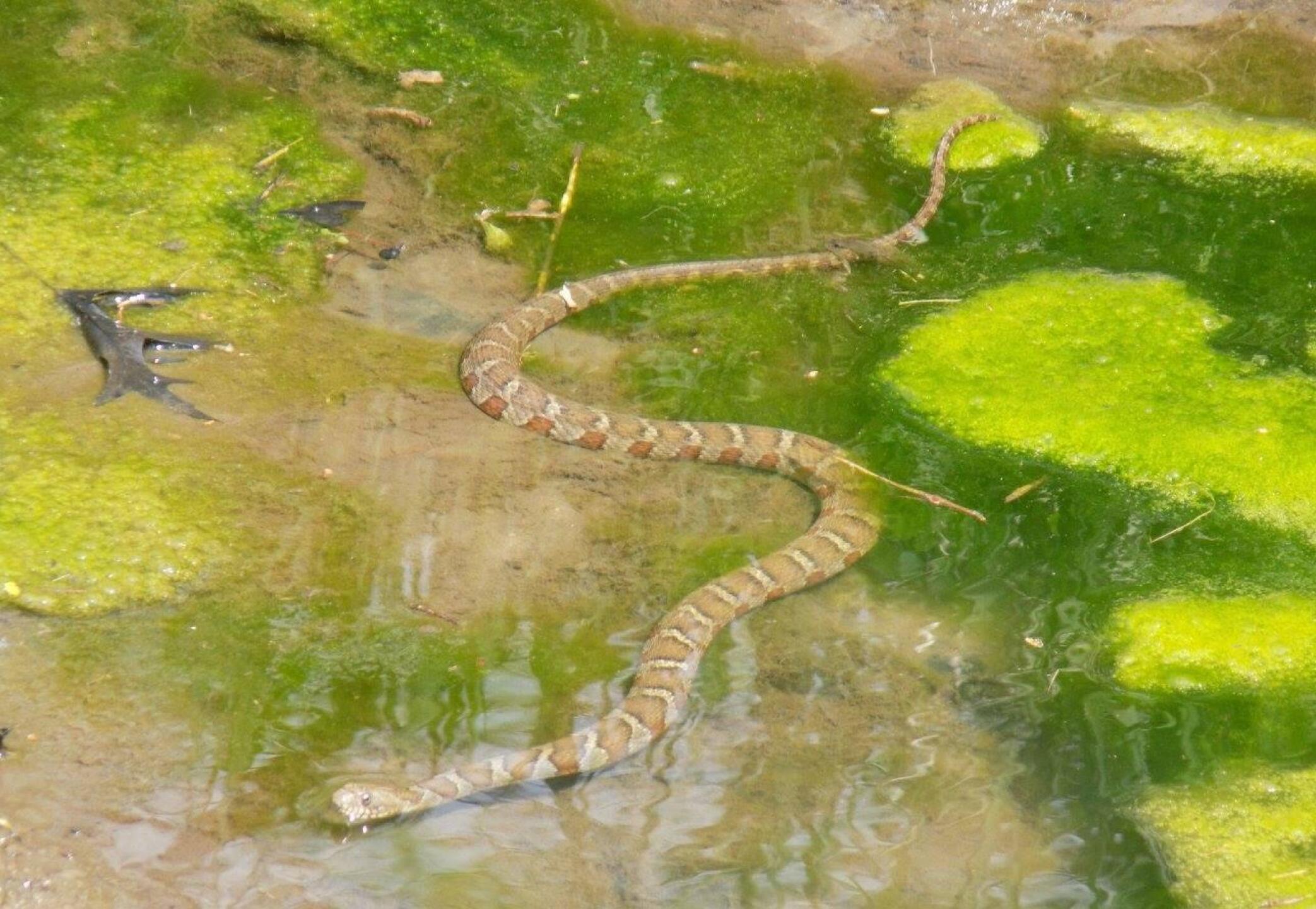 Northern Water Snake (Photo submitted by cubsfan0513 on 07/10/2016)