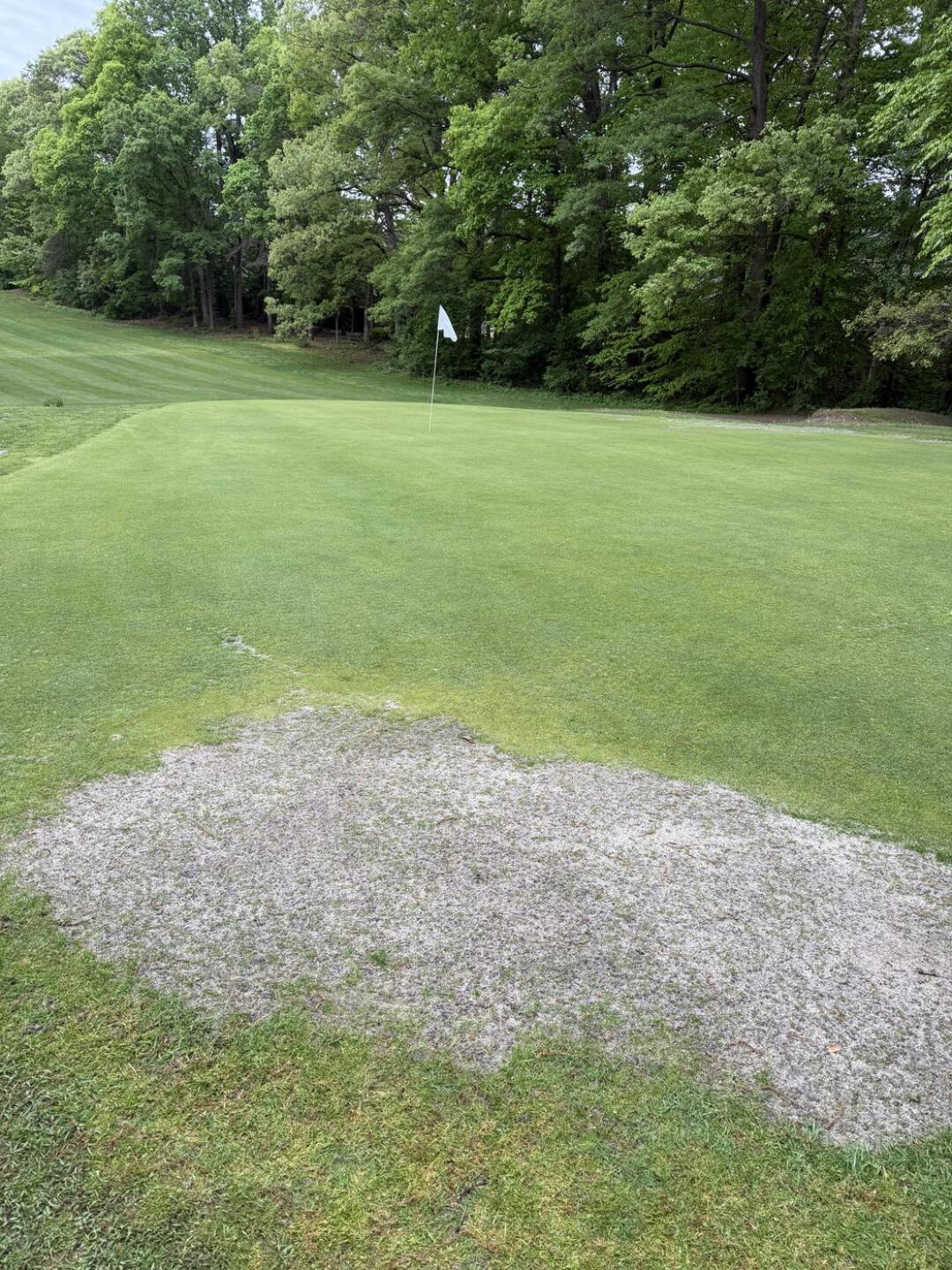 Get used to these on the greens. (Photo submitted by pmwagner on 04/28/2026)