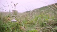 Northern Ireland Champions