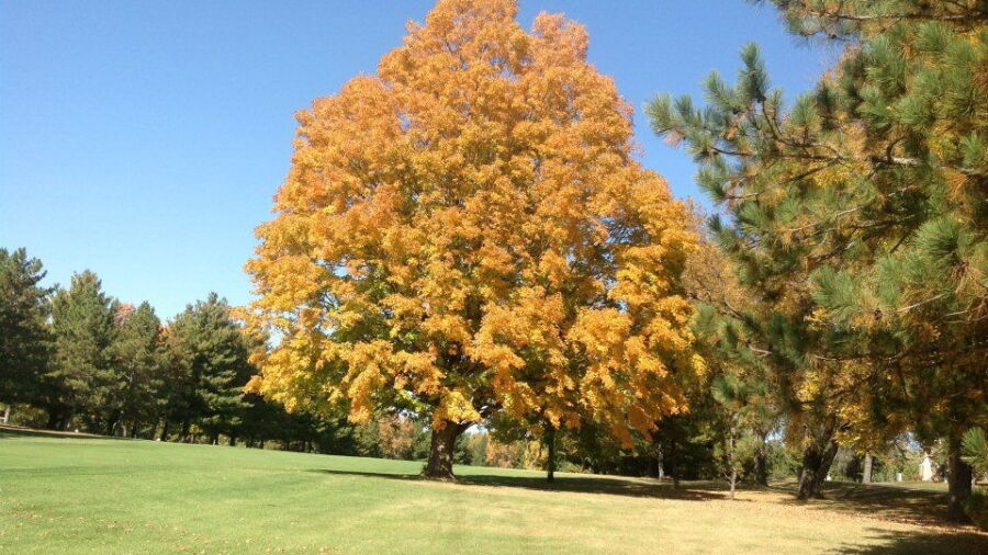 Northfield GC