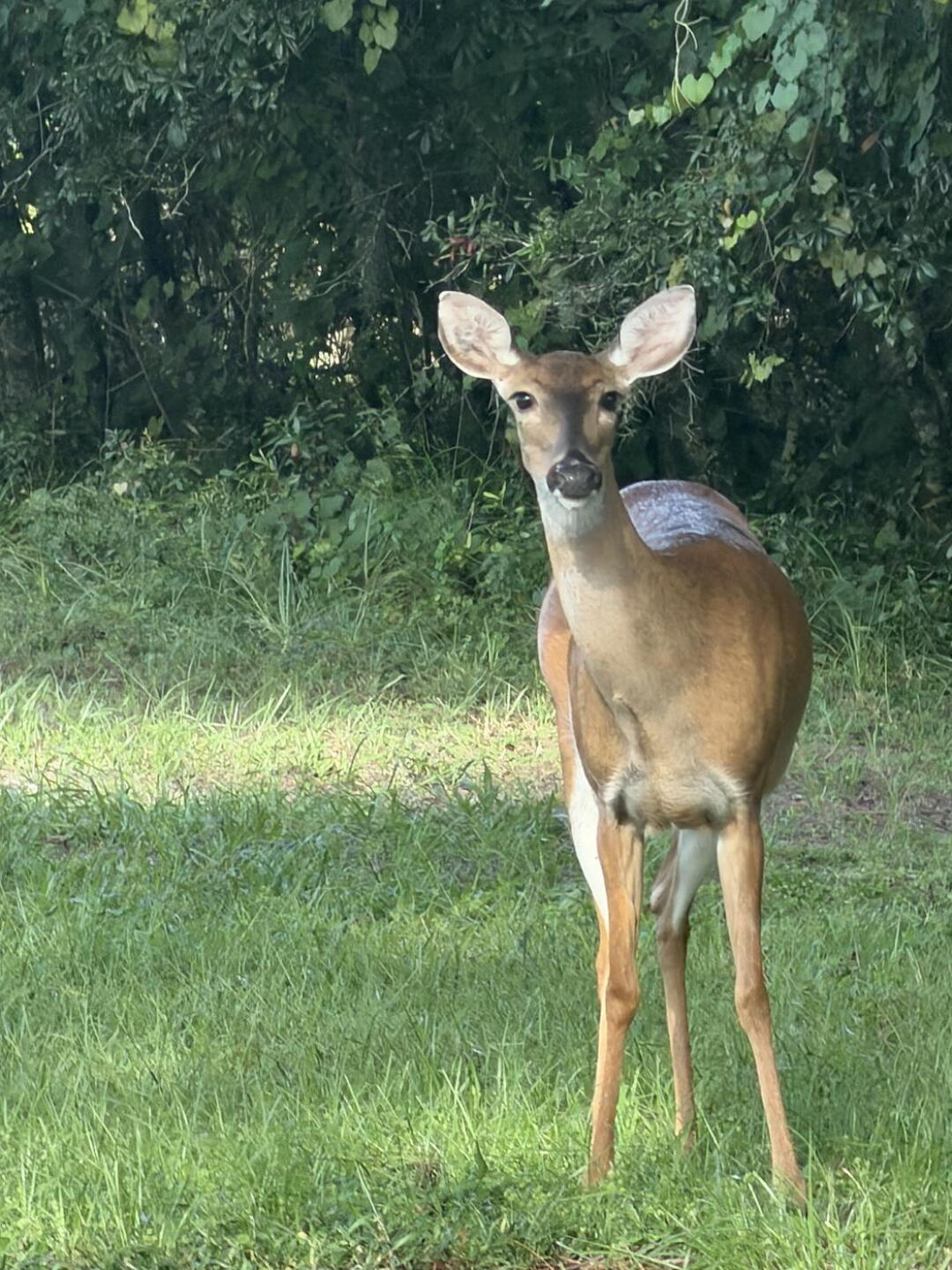 Hole 15 Deer (Photo submitted by Stakt on 09/13/2026)