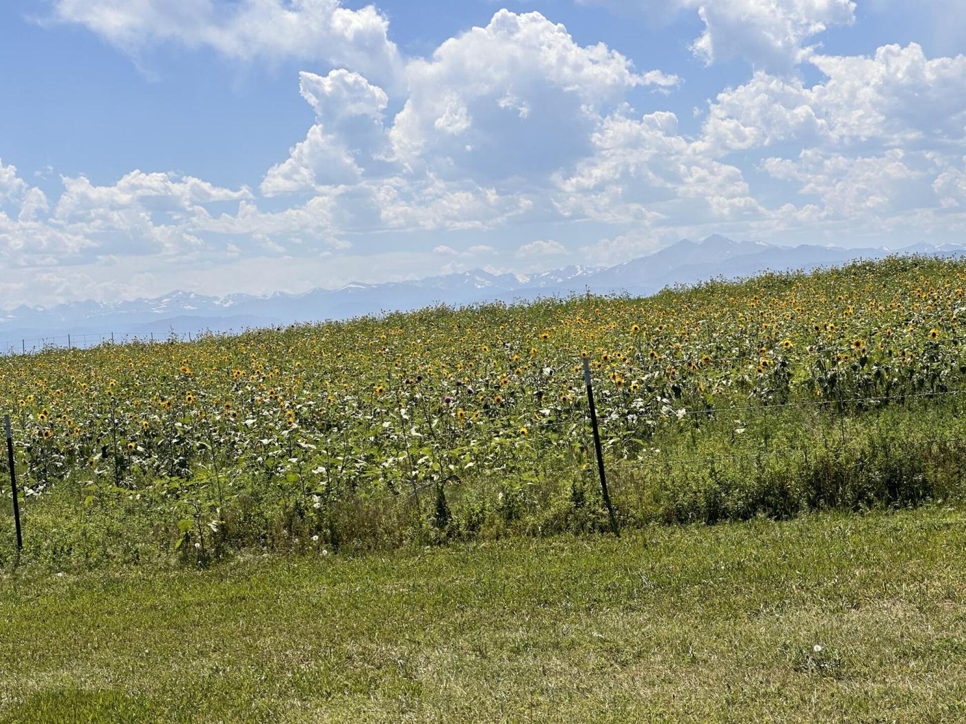 (Photo submitted by rollinkinsaul on 07/03/2023)