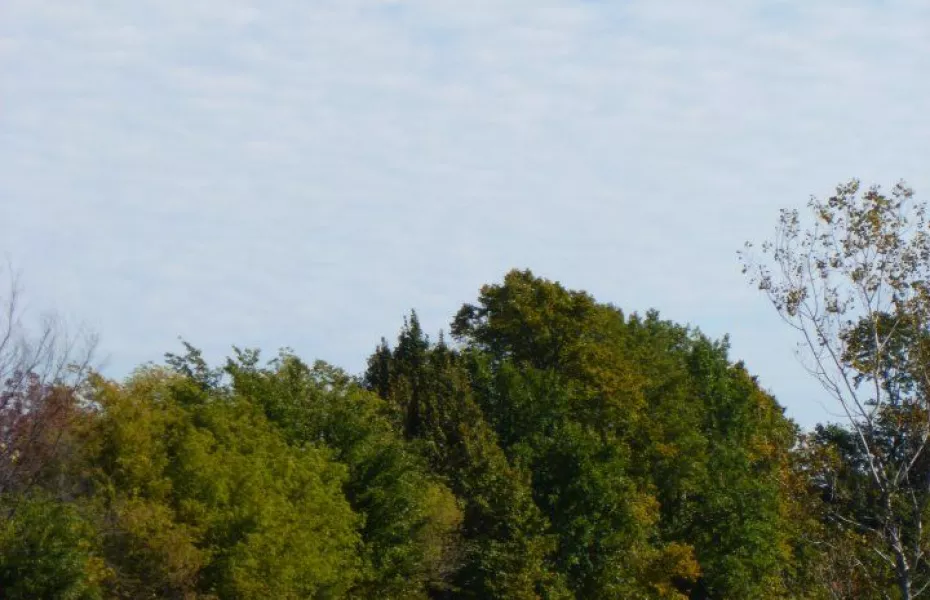 Sherwood Forest CC: #9