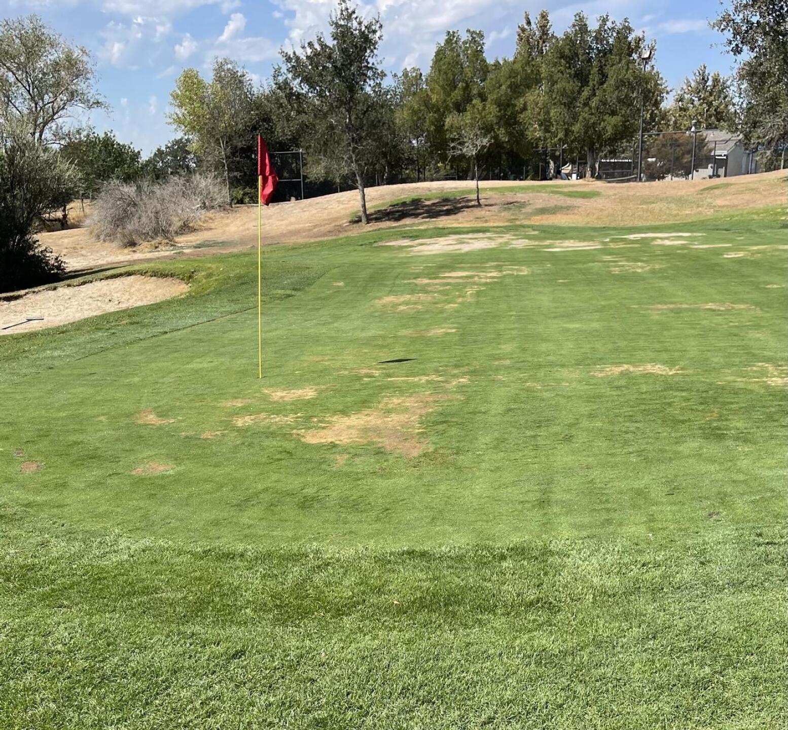 Lots of brown in the greens (Photo submitted by rjmapile on 08/30/2022)